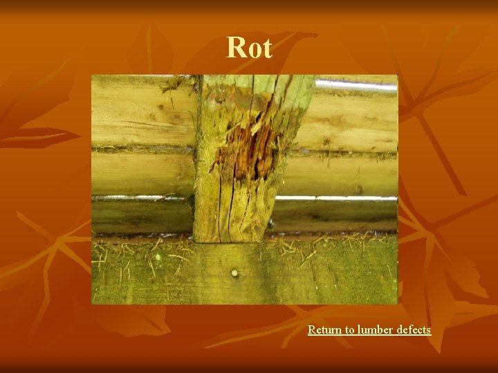 Rot Return to lumber defects 