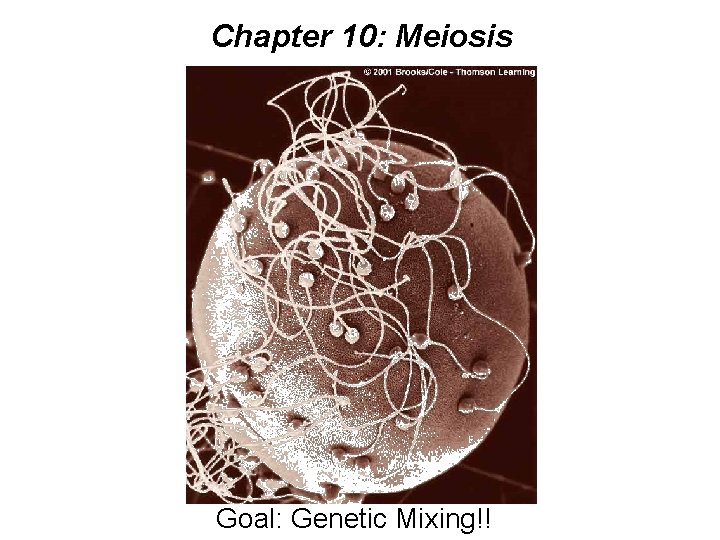 Chapter 10: Meiosis ] Goal: Genetic Mixing!! 