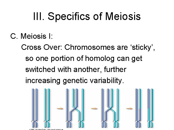 III. Specifics of Meiosis C. Meiosis I: Cross Over: Chromosomes are ‘sticky’, so one III. Specifics of Meiosis C. Meiosis I: Cross Over: Chromosomes are ‘sticky’, so one