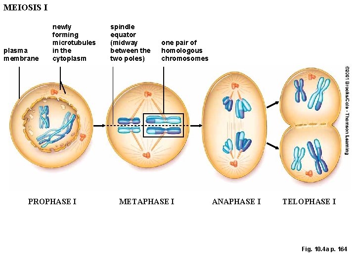 MEIOSIS I plasma membrane newly forming microtubules in the cytoplasm PROPHASE I spindle equator MEIOSIS I plasma membrane newly forming microtubules in the cytoplasm PROPHASE I spindle equator