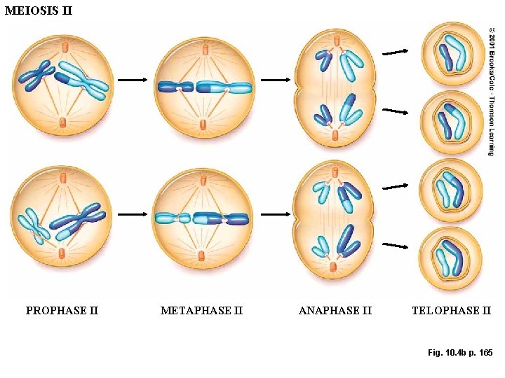MEIOSIS II PROPHASE II METAPHASE II ANAPHASE II TELOPHASE II Fig. 10. 4 b MEIOSIS II PROPHASE II METAPHASE II ANAPHASE II TELOPHASE II Fig. 10. 4 b