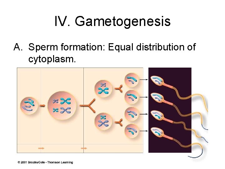 IV. Gametogenesis A. Sperm formation: Equal distribution of cytoplasm. IV. Gametogenesis A. Sperm formation: Equal distribution of cytoplasm.