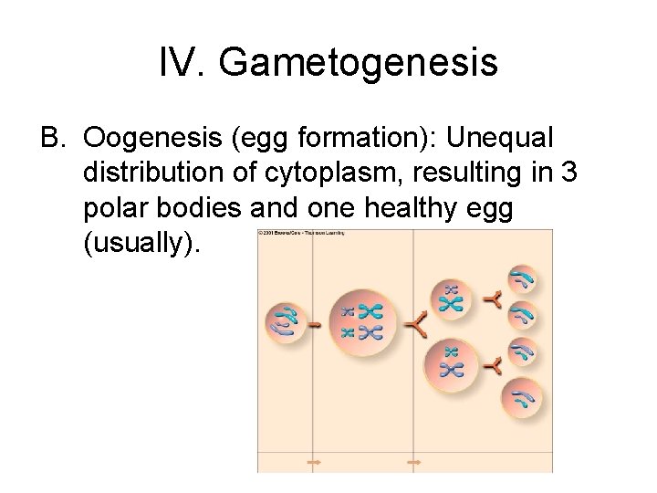 IV. Gametogenesis B. Oogenesis (egg formation): Unequal distribution of cytoplasm, resulting in 3 polar IV. Gametogenesis B. Oogenesis (egg formation): Unequal distribution of cytoplasm, resulting in 3 polar