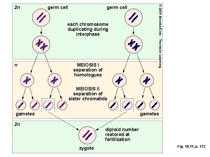 2 n germ cell each chromosome duplicating during interphase n MEIOSIS I separation of 2 n germ cell each chromosome duplicating during interphase n MEIOSIS I separation of