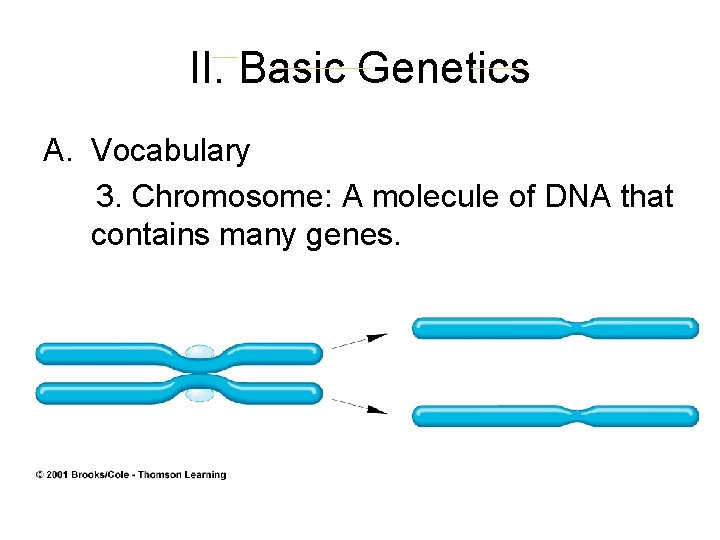 II. Basic Genetics A. Vocabulary 3. Chromosome: A molecule of DNA that contains many II. Basic Genetics A. Vocabulary 3. Chromosome: A molecule of DNA that contains many