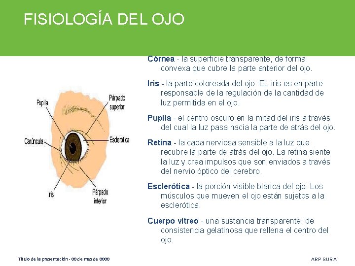 FISIOLOGÍA DEL OJO Córnea - la superficie transparente, de forma convexa que cubre la