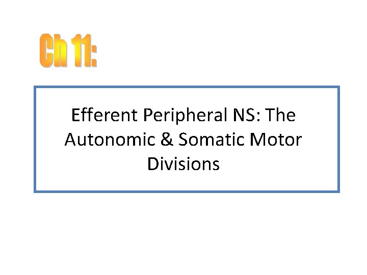 Efferent Peripheral NS: The Autonomic & Somatic Motor Divisions 