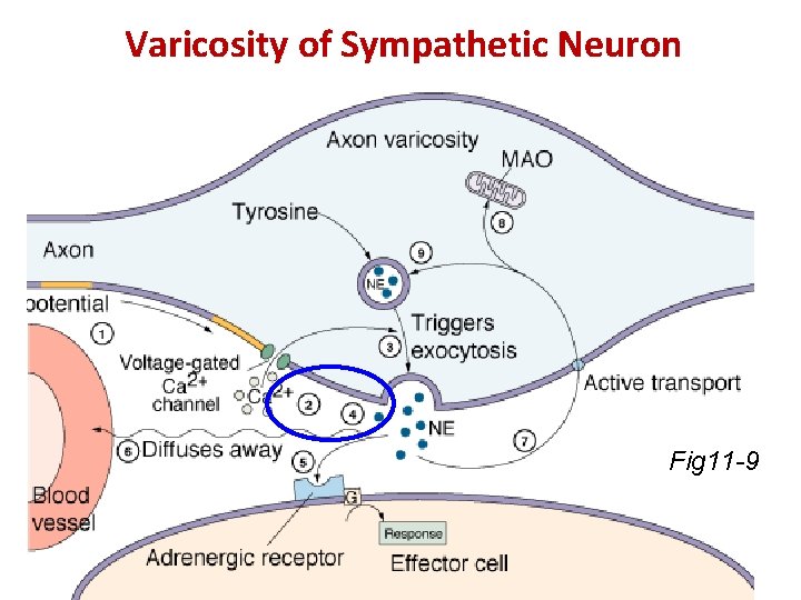 Varicosity of Sympathetic Neuron Fig 11 -9 