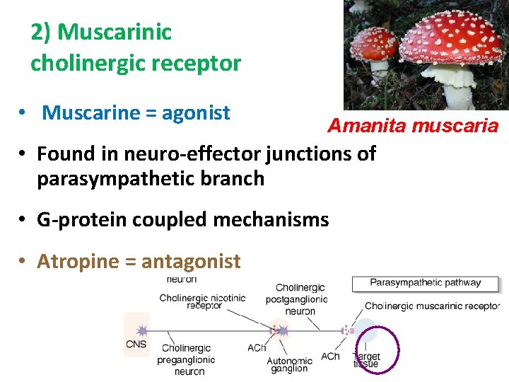 2) Muscarinic cholinergic receptor • Muscarine = agonist Amanita muscaria • Found in neuro-effector