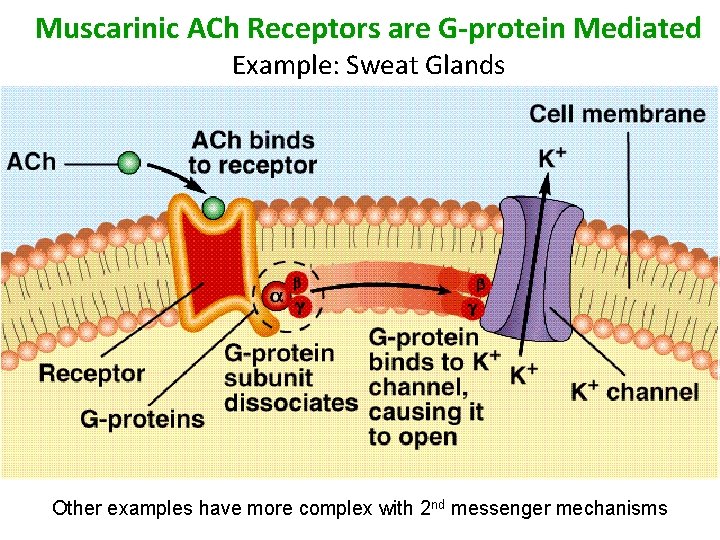 Muscarinic ACh Receptors are G-protein Mediated Example: Sweat Glands Other examples have more complex