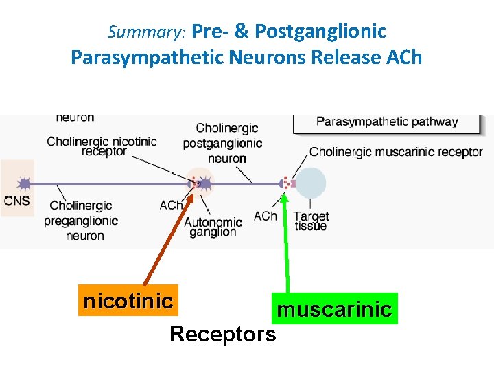 Summary: Pre- & Postganglionic Parasympathetic Neurons Release ACh nicotinic muscarinic Receptors 