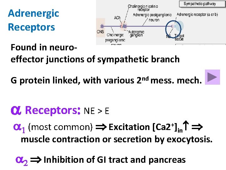 Adrenergic Receptors Found in neuroeffector junctions of sympathetic branch G protein linked, with various
