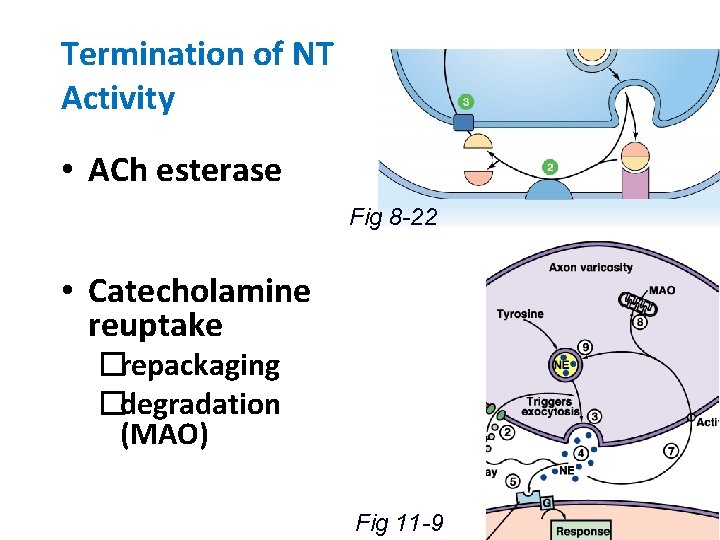 Termination of NT Activity • ACh esterase Fig 8 -22 • Catecholamine reuptake �repackaging