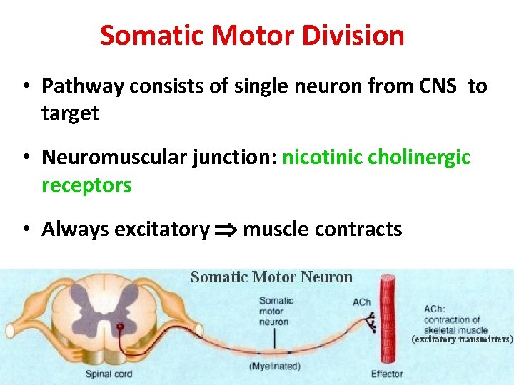 Somatic Motor Division • Pathway consists of single neuron from CNS to target •