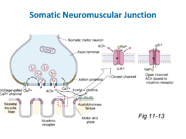 Somatic Neuromuscular Junction Fig 11 -13 