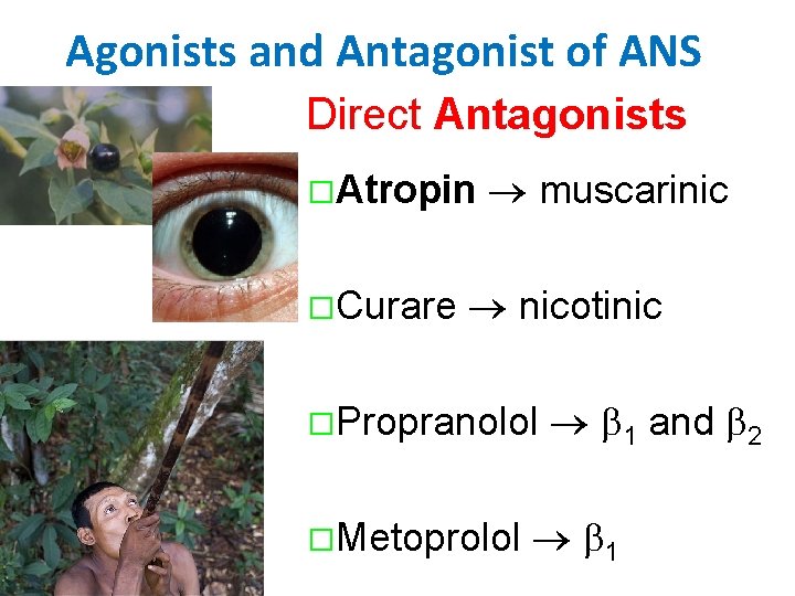 Agonists and Antagonist of ANS Direct Antagonists �Atropin �Curare muscarinic nicotinic �Propranolol �Metoprolol 1