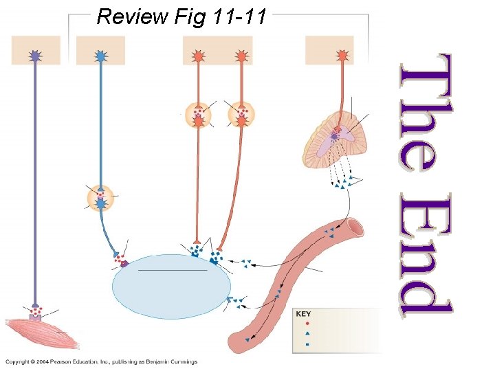 Review Fig 11 -11 