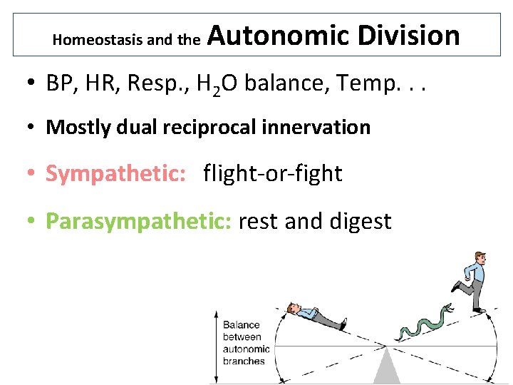 Homeostasis and the Autonomic Division • BP, HR, Resp. , H 2 O balance,