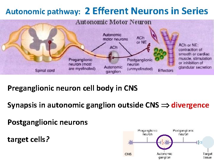 Autonomic pathway: 2 Efferent Neurons in Series Preganglionic neuron cell body in CNS Synapsis