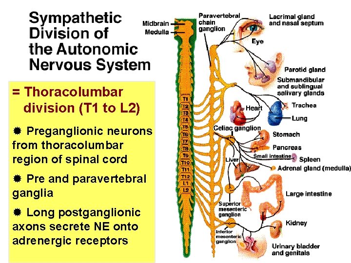 = Thoracolumbar division (T 1 to L 2) ® Preganglionic neurons from thoracolumbar region