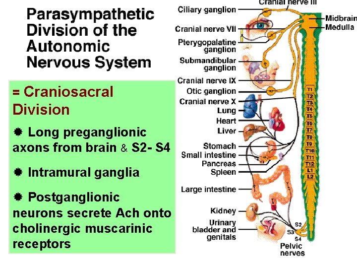 = Craniosacral Division ® Long preganglionic axons from brain & S 2 - S