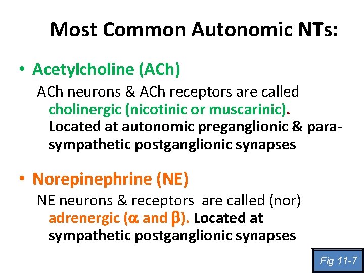 Most Common Autonomic NTs: • Acetylcholine (ACh) ACh neurons & ACh receptors are called