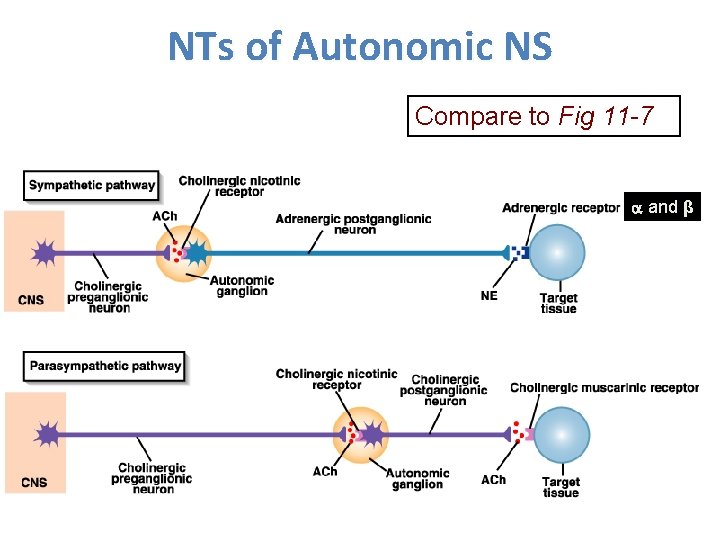 NTs of Autonomic NS Compare to Fig 11 -7 and β 