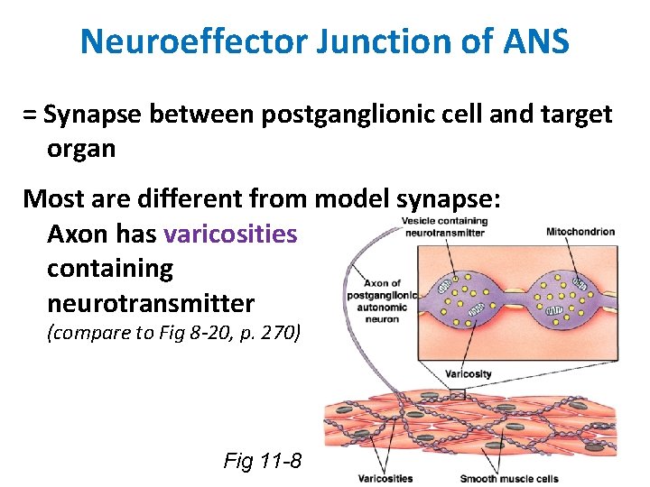 Neuroeffector Junction of ANS = Synapse between postganglionic cell and target organ Most are