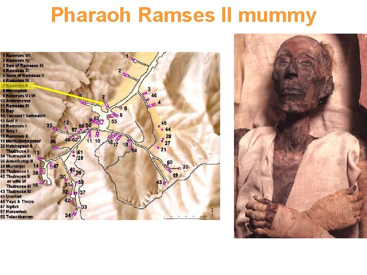 Pharaoh Ramses II mummy 53 