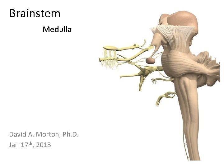 Brainstem Medulla David A. Morton, Ph. D. Jan 17 th, 2013 