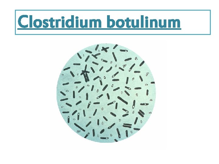 Clostridium botulinum 