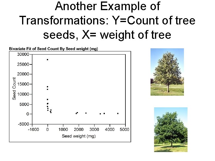 Another Example of Transformations: Y=Count of tree seeds, X= weight of tree 