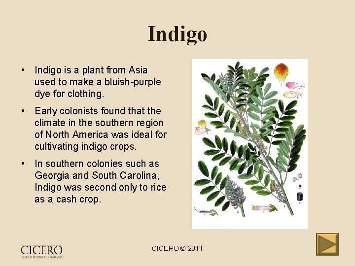 Indigo • Indigo is a plant from Asia used to make a bluish-purple dye