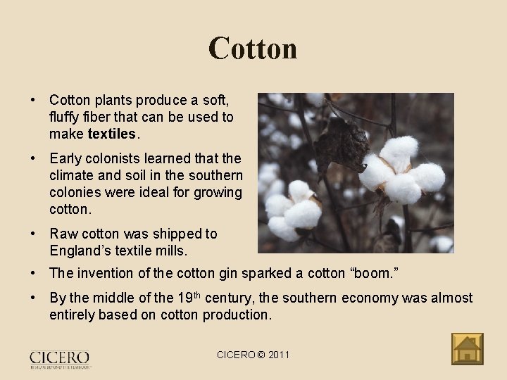 Cotton • Cotton plants produce a soft, fluffy fiber that can be used to