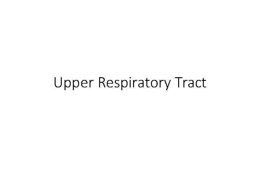 Upper Respiratory Tract 