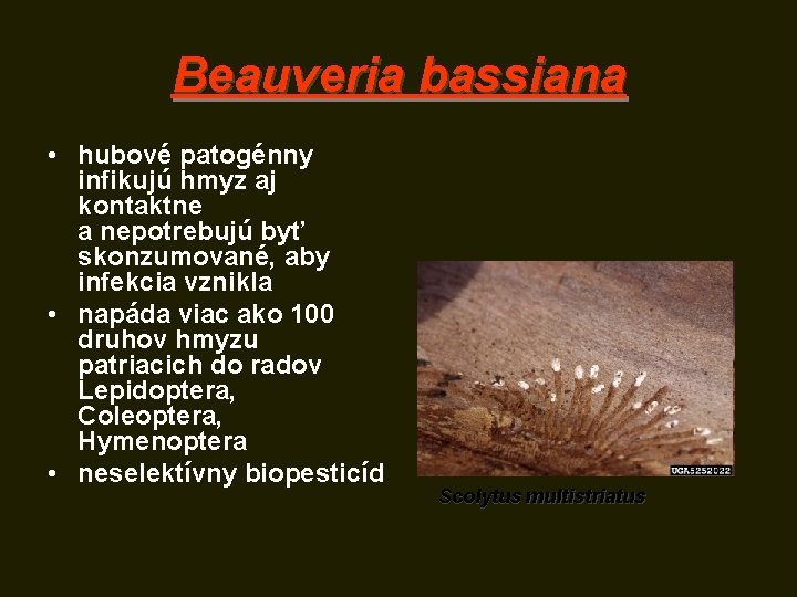 Beauveria bassiana • hubové patogénny infikujú hmyz aj kontaktne a nepotrebujú byť skonzumované, aby