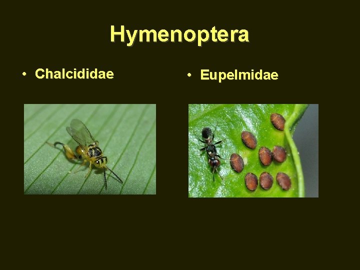 Hymenoptera • Chalcididae • Eupelmidae 