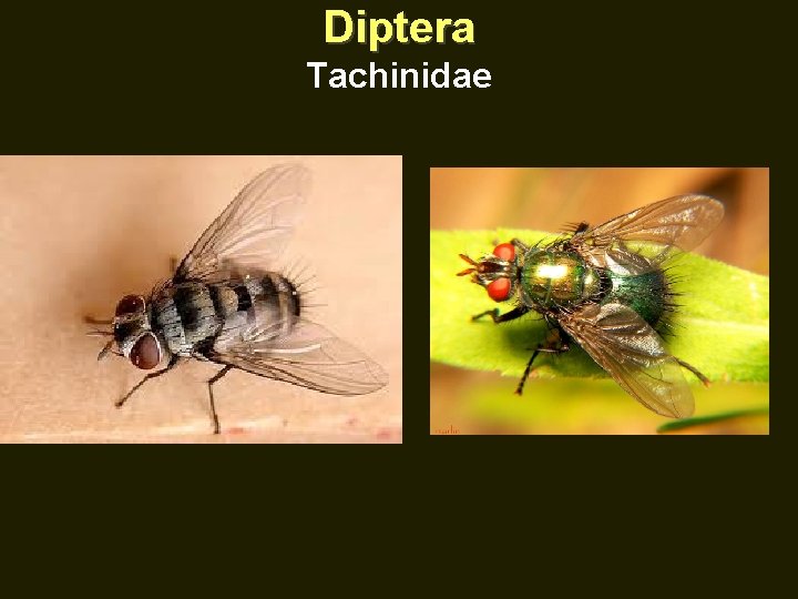 Diptera Tachinidae 