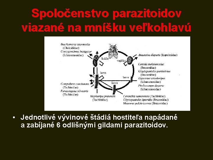 Spoločenstvo parazitoidov viazané na mníšku veľkohlavú • Jednotlivé vývinové štádiá hostiteľa napádané a zabíjané