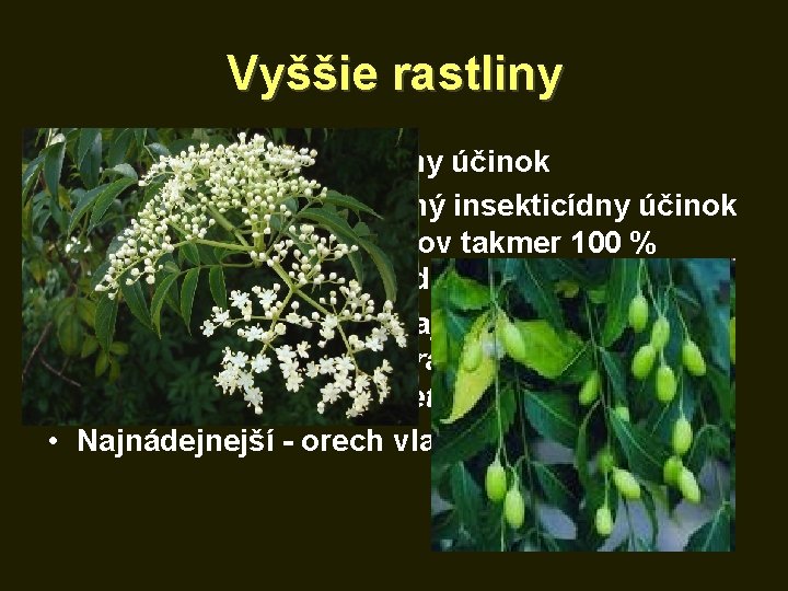 Vyššie rastliny • repelentný a insekticídny účinok • Azadirachta indica - silný insekticídny účinok