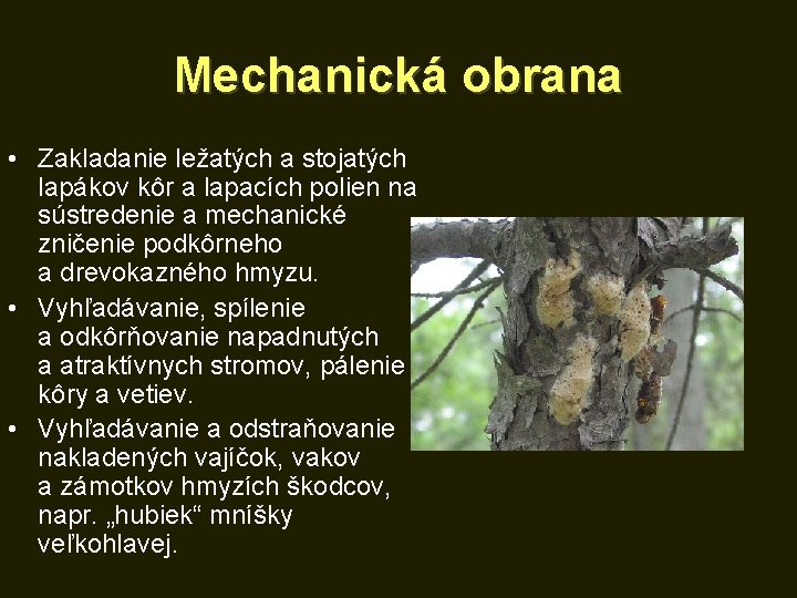 Mechanická obrana • Zakladanie ležatých a stojatých lapákov kôr a lapacích polien na sústredenie