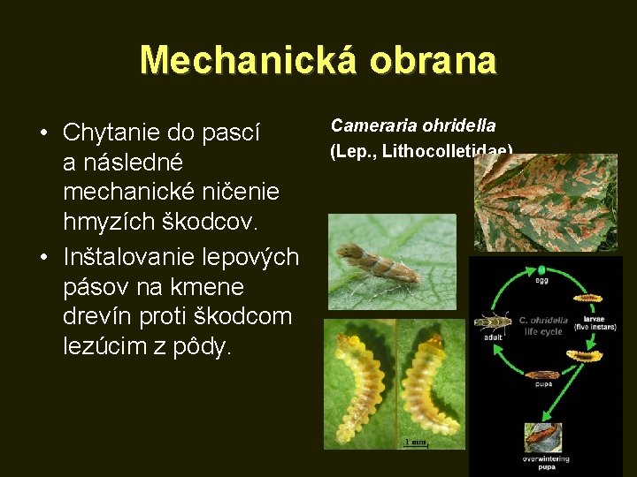 Mechanická obrana • Chytanie do pascí a následné mechanické ničenie hmyzích škodcov. • Inštalovanie