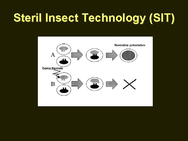 Steril Insect Technology (SIT) 