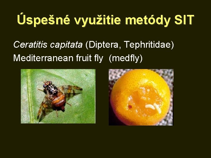 Úspešné využitie metódy SIT Ceratitis capitata (Diptera, Tephritidae) Mediterranean fruit fly (medfly) 