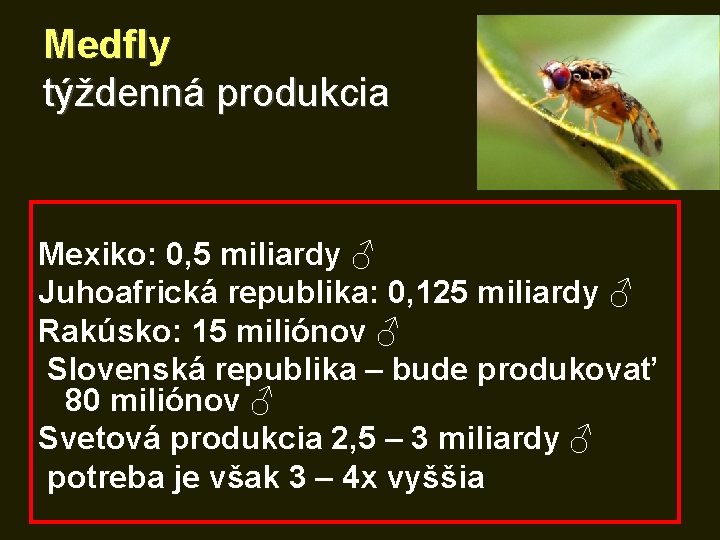 Medfly týždenná produkcia Mexiko: 0, 5 miliardy ♂ Juhoafrická republika: 0, 125 miliardy ♂