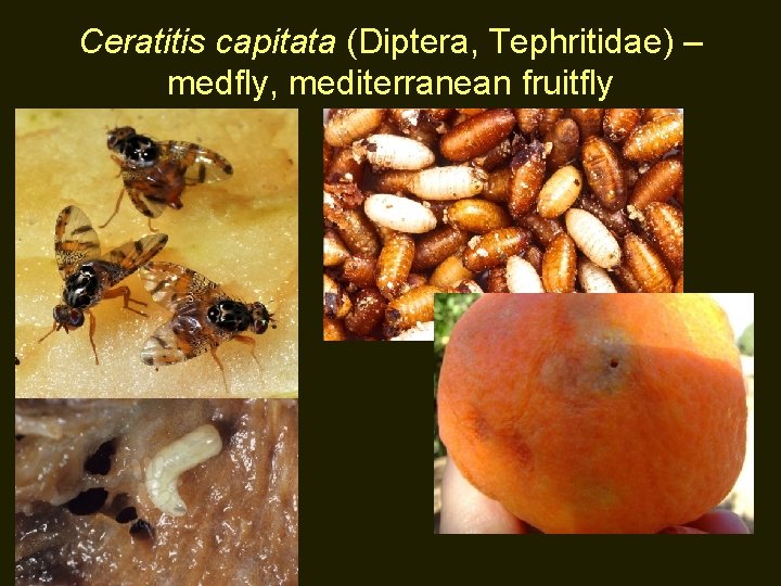 Ceratitis capitata (Diptera, Tephritidae) – medfly, mediterranean fruitfly 