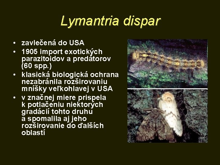 Lymantria dispar • zavlečená do USA • 1905 import exotických parazitoidov a predátorov (60