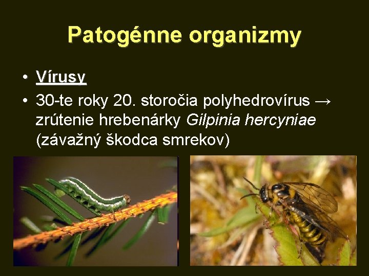 Patogénne organizmy • Vírusy • 30 -te roky 20. storočia polyhedrovírus → zrútenie hrebenárky