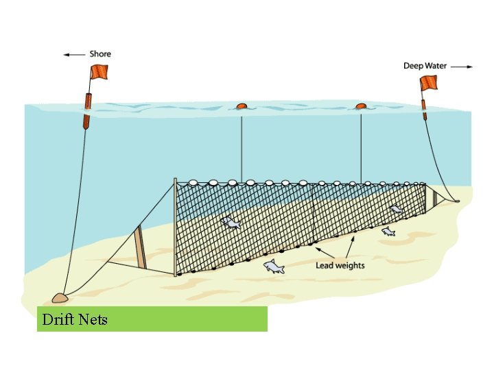 Drift Nets 