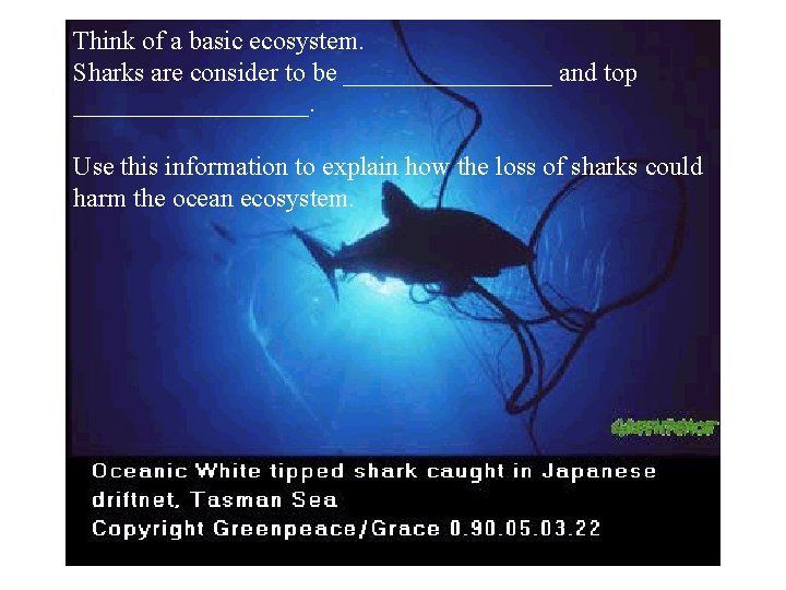 Think of a basic ecosystem. Sharks are consider to be ________ and top _________.